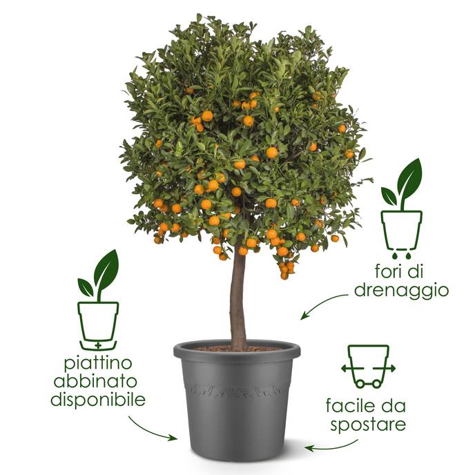 algarve cilindro 40cm beige fungo